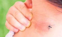 Şeker hastaları sivrisineklere dikkat!