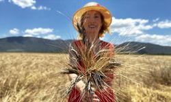 Doktor çift kanser hastaları için karakılçık buğdayı üretiyor