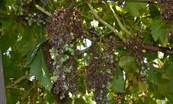 Manisa'da üzüm bağlarına düzensiz ve kuvveti yağış darbesi