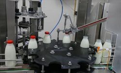 Türkiye'de süt üretimi zirvede