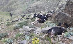 Bingöl’de yakınlarına yıldırım düşen 51 keçi öldü