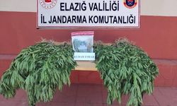 Elazığ'da uyuşturucu operasyonu: 1 gözaltı