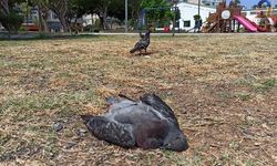 İskenderun'da güvercin ölümleri tedirgin etti