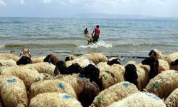 Kamyonla getirdiği koyunlarını Van Gölü'nde serinletti