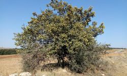 Kuraklık ve erozyona karşı alıç ağacının gen bankası oluşturuldu