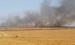 Malkara'da 40 dönüm buğday ekili tarla yandı