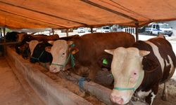Şap hastalığı görülen Samsun'da hayvan pazarları kapatıldı