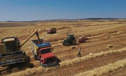 Eskişehir'de belediyenin buğdayları un olarak dağıtılacak