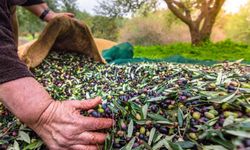 Egeli ihracatçılar: Zeytinyağı ihracatında 20 cent fon kaldırılmalı