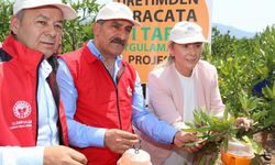 İzmir'de Akdeniz meyve sineği ile mücadele