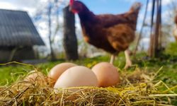 Mayıs'ta yumurta üretimi düştü!