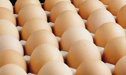 Yumurtacılardan 'yasak' isyanı