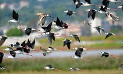 Antalya kuş türleri tehdit altında