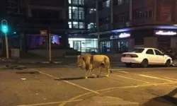 Berlin sokaklarında aslan paniği!