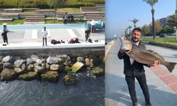 İzmir Körfezi'nde avlanan balık yenir mi?