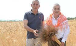 Torbalı Belediyesi buğday hasadını tamamladı: Halkın tarlasından halkın sofrasına ulaşacak