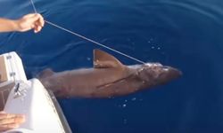 Antalya'da turistlere göstermek için köpek balığı avlıyorlar!