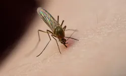 Sivrisinek ısırığına dikkat! Şu hastalıklara neden olabilir...