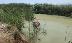 Sulama kanalında ölü hayvanlar bulundu