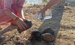 Yangınında kurtarılan kaplumbağalar tedaviye alındı