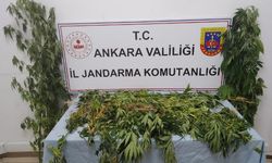 Ankara'da 298 kök kenevir bitkisi ele geçirildi
