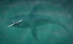 Bilim insanlarına göre katil balinaların "teknelere saldırması" oyun amacıyla olabilir