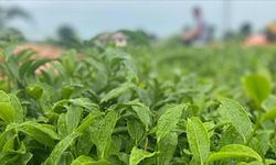 ÇAYKUR'un çay desteklemeleri üreticilerin hesaplarına yattı