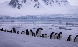 İmparator penguen kolonilerinin yüzde 90'ı, 2100'de yok olacak