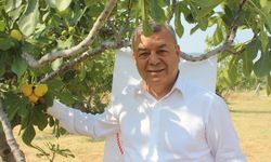 İzmir'de organik incirde hasat başladı