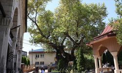 Kuzey Makedonya’da cami avlusundaki asırlık çınar zamana direniyor