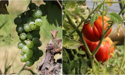 Safranbolu'nun coğrafi işaretli üzüm ve domatesinde hasat zamanı