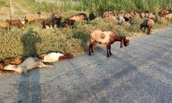 Arazide otlayan 48 küçükbaş öldü