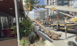 Arnavutköy'de çınar ağacı devrildi; yoldan geçenler kıl payı kurtuldu