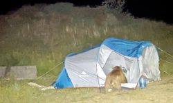 Ayılar, çadırı parçalarken görüntülendi