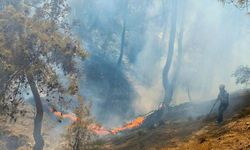 Burhaniye'de orman yangınında 2 dönüm alan zarar gördü