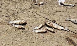 Bursa'da baraj kıyısına vuran balıklar neden öldü? İşte resmi açıklama