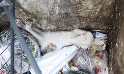 Denizli'de 2 yavru kedi öldürülmüş, 1'i yaralı bulundu