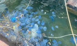 Foça'da mavi deniz anası paniği: Sahiller boş kaldı