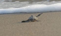 Geçen yıl 665 bin 696 deniz kaplumbağası, Türkiye sahillerinde denize kavuştu