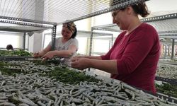 İzmir'de ipek böcekçiliği ve ipekli dokuma geleneği sürdürülüyor!