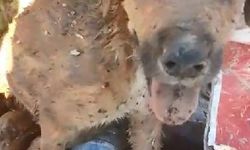 Kent çöplüğünde mahsur kalan yavru köpeği kurtarma anı kamerada