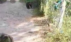 Köye inen yavru ayıyı kovalamak için dakikalarca uğraştılar