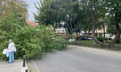 Rüzgar nedeniyle ağaç devrildi