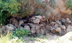 Uçurumdan atlayan 130 koyun öldü