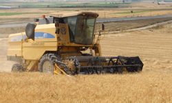 Antalya Büyükşehir Belediyesi arazilerinde buğdaylar yetişiyor