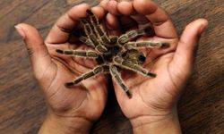 En Zehirli Örümcek Türleri Nelerdir? Türkiye’de Hangi Zehirli Örümcekler Yaşar?