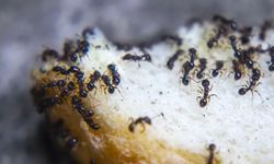 Evdeki karıncalardan nasıl kurtulur? Sadece iki malzeme