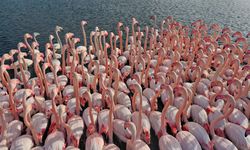 İzmir Kuş Cenneti'nde flamingolara 'halkalı' koruma