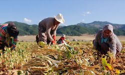 Çiftçilere Sevindirici Haber! 7 Yeni Destek Ödemesi Hesaplara Yatırıldı!