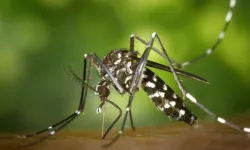 O sivrisinek Ege ve Akdeniz'de yayılıyor! Mücadelesi güç